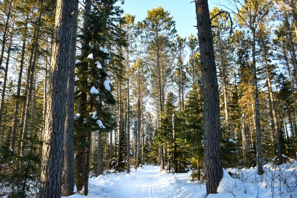 Cross country skiing at George Washington Pines