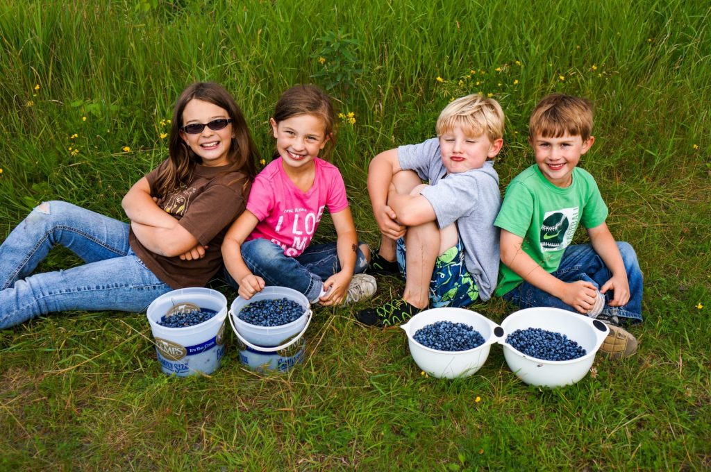 Blueberry picking on the Gunflint Trail, North Shore MN