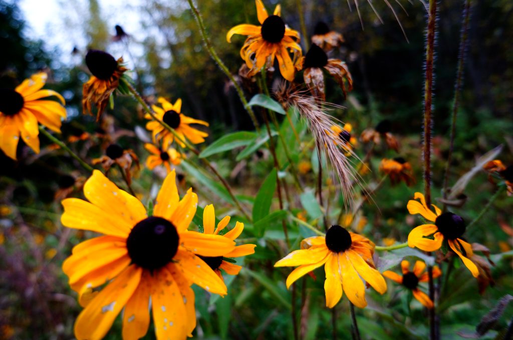 black eyed Susan in the fall