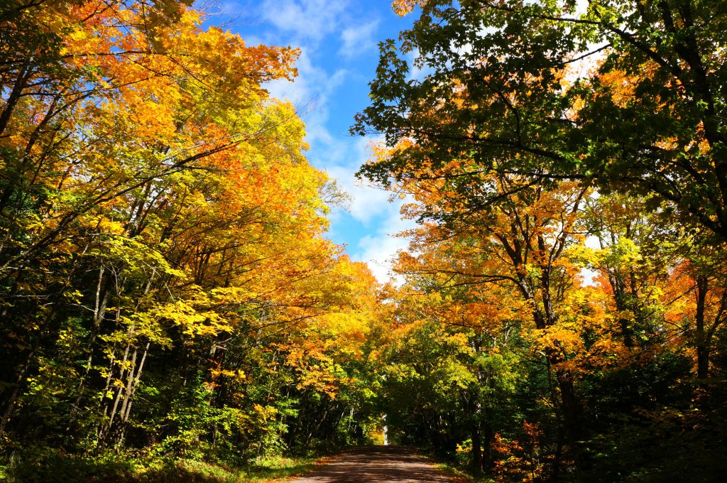 fall color on county rd. 60 in Grand Marais, MN