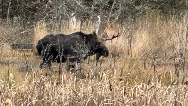 Moose with one antler in swamp at Gunflint Overlook Fall 2025 – Mindy @ GL (1)